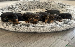 Dachshund dogs for sale: Dachshund  - Image 2