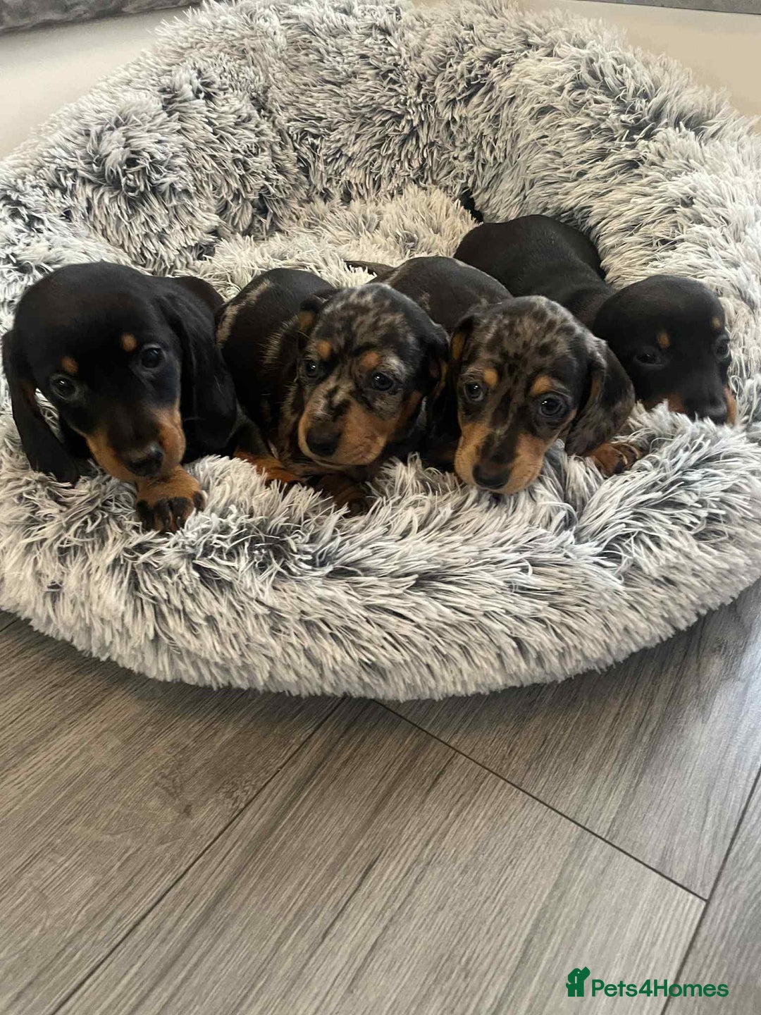 Dachshund dogs for sale: Dachshund  - Image 2