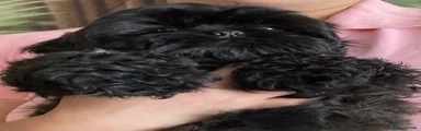 shih Tzu 1
