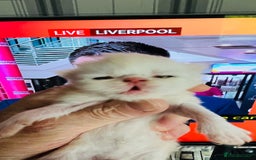 Persian cats for sale:  ⸻  ✨ Pedigree chinchilla Kittens  - Image 10