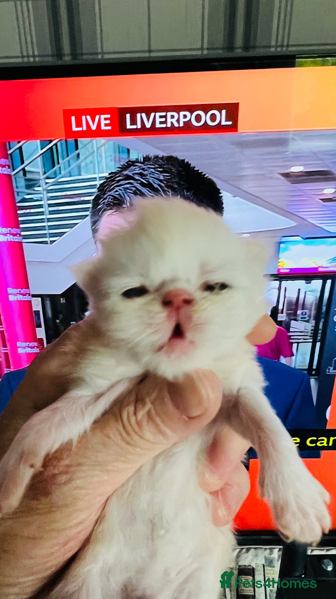 Persian cats for sale:  ⸻  ✨ Pedigree chinchilla Kittens  - Image 10