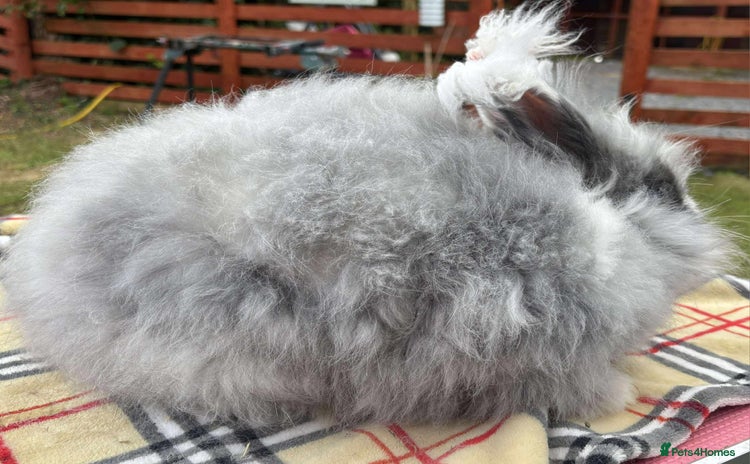 Angora rabbits - Advert 9