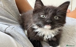 Mixed Breed cats for sale: 5 Siberian Nevada mixed kittens - Image 5