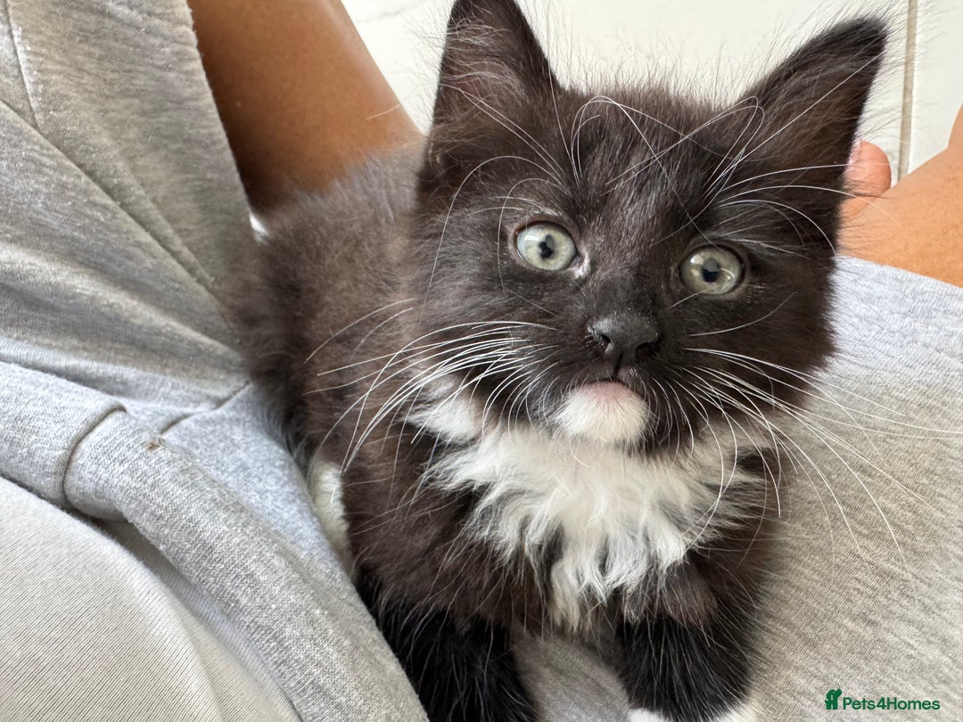 Mixed Breed cats for sale: 5 Siberian Nevada mixed kittens - Image 5