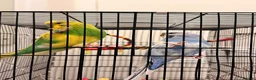 Budgerigars birds for sale: 2 budgies 1 male 1 female - Advert 2