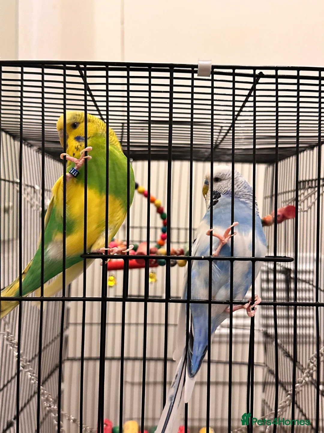 Budgerigars birds for sale: 2 budgies 1 male 1 female - Advert 2