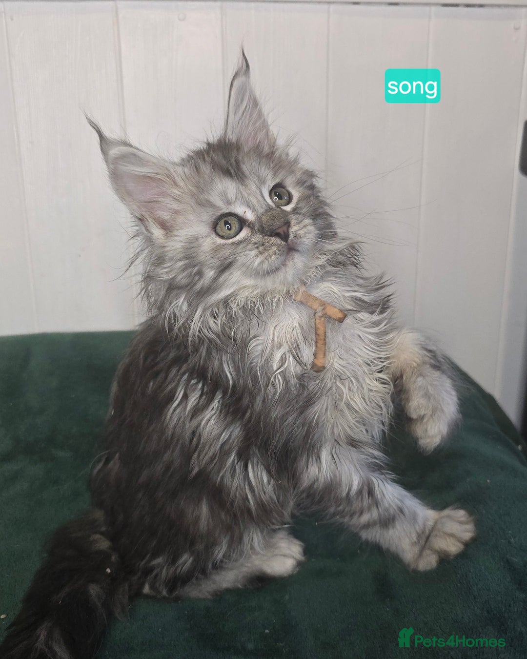 Maine Coon cats for sale: Stunning Silver Tica Pedigree Maine Coon Kittens - Advert 9