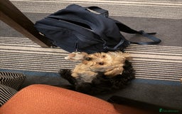 Yorkshire Terrier dogs for sale: Adorable 7-Month-Old Yorkshire Terrier  - Advert 4