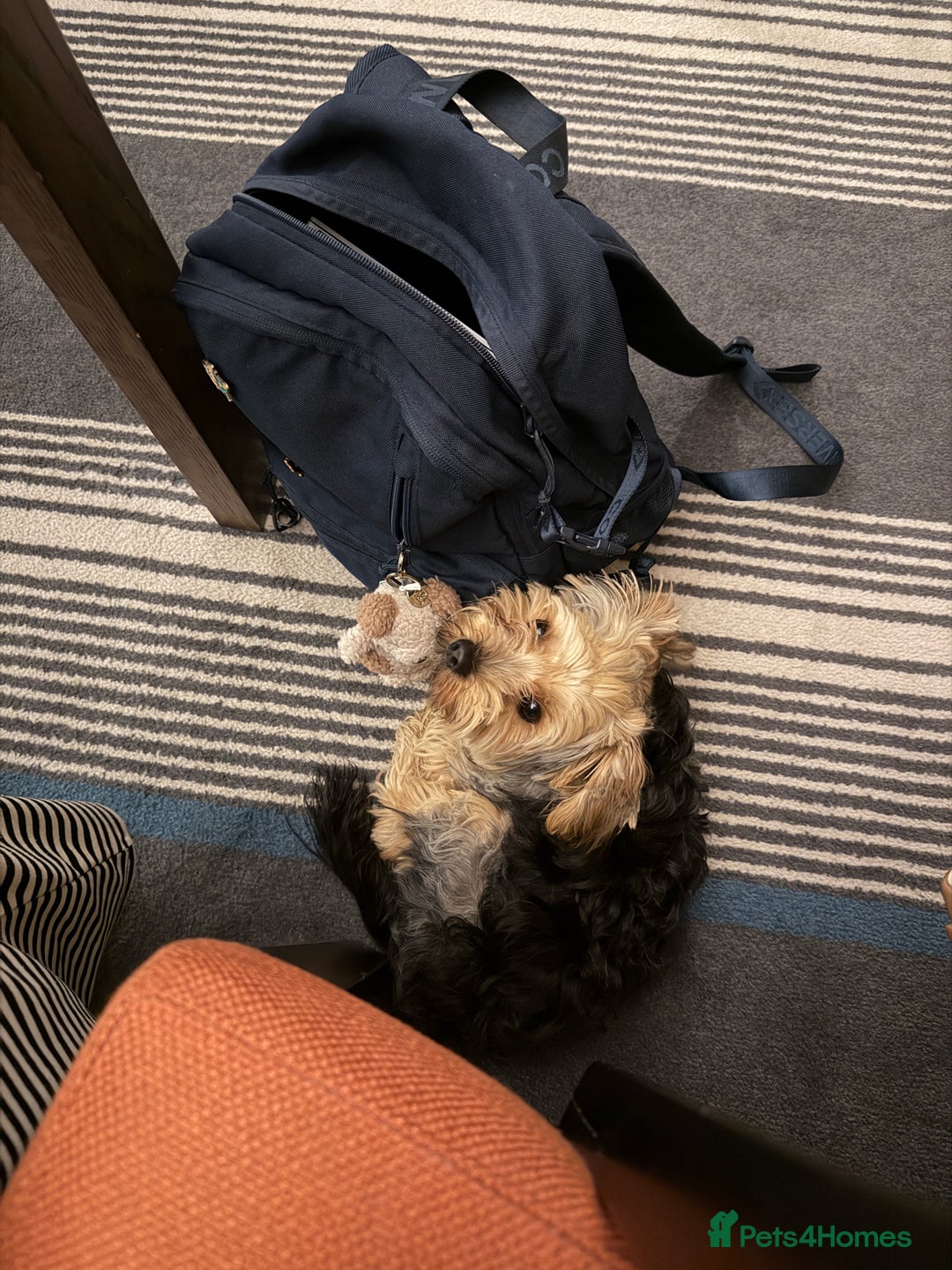 Yorkshire Terrier dogs for sale: Adorable 7-Month-Old Yorkshire Terrier  - Advert 4