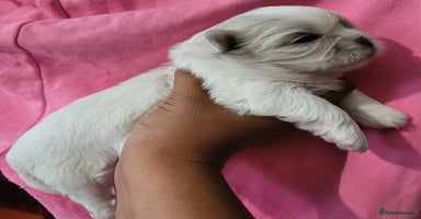 Shih Tzu dogs - Advert 1