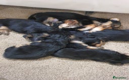 Yochon dogs for sale: 6 beautiful pups for sale - Image 4