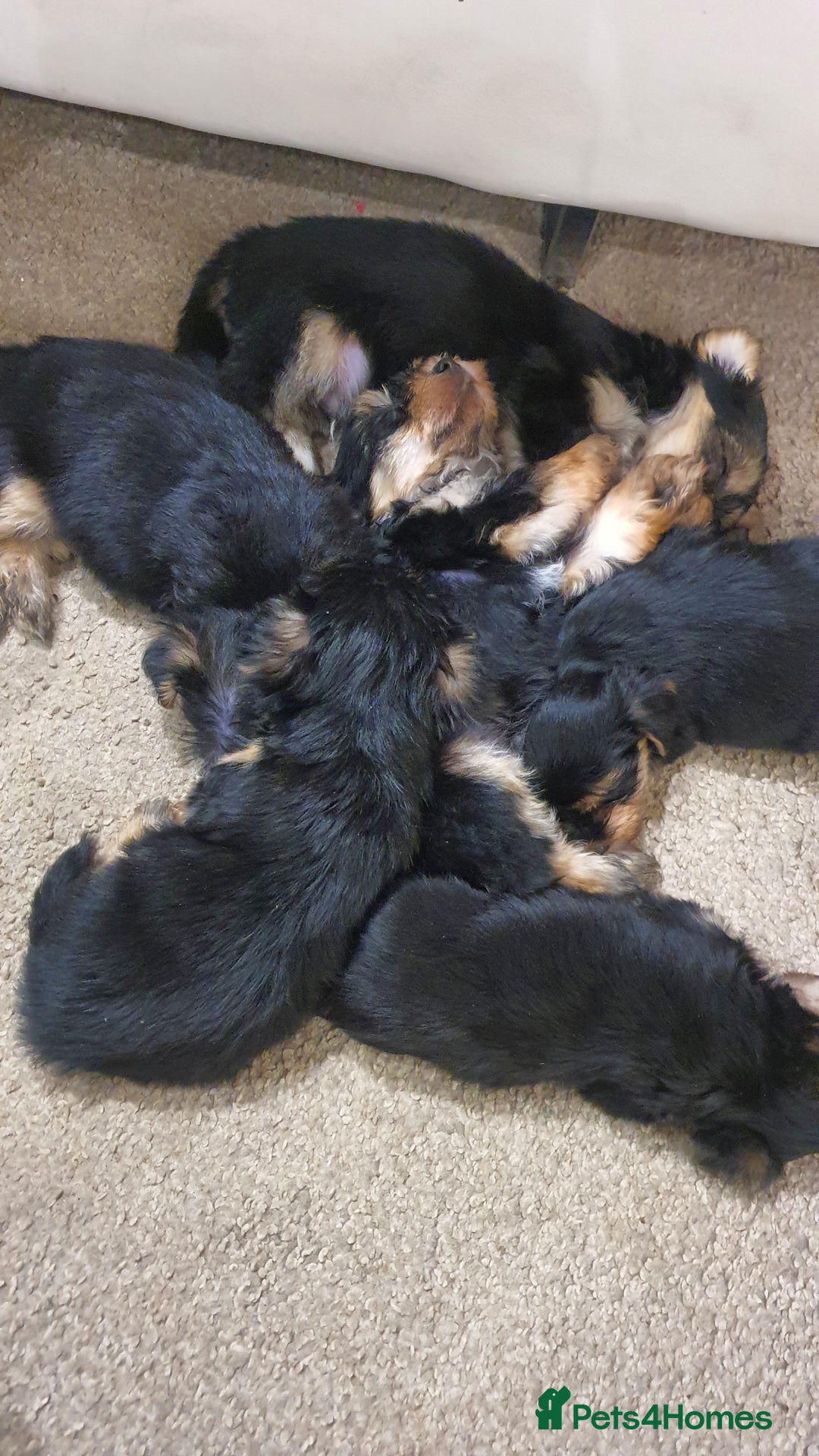 Yochon dogs for sale: 6 beautiful pups for sale - Image 4