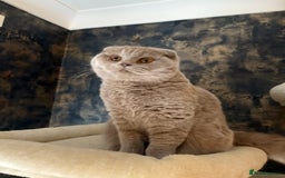 Scottish Fold cats for sale: Scottish fold’s - Advert 9