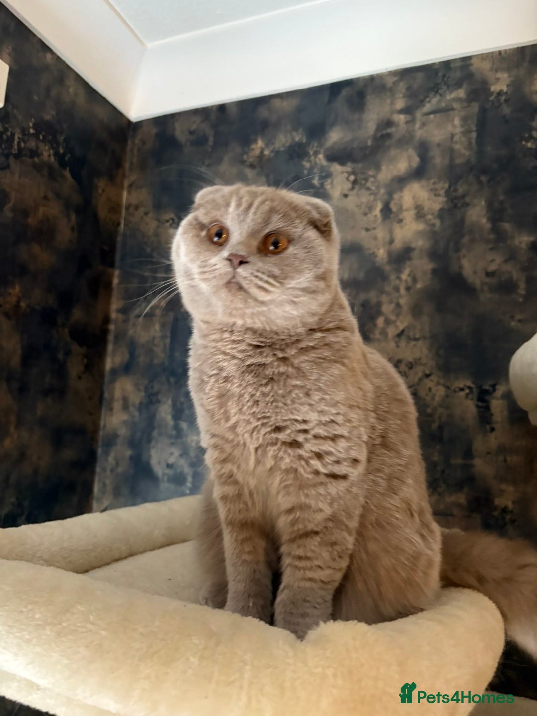 Scottish Fold cats for sale: Scottish fold’s - Advert 9