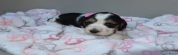 Cocker Spaniel dogs for sale: Beautiful show type cocker spaniel puppy’s  - Advert 10