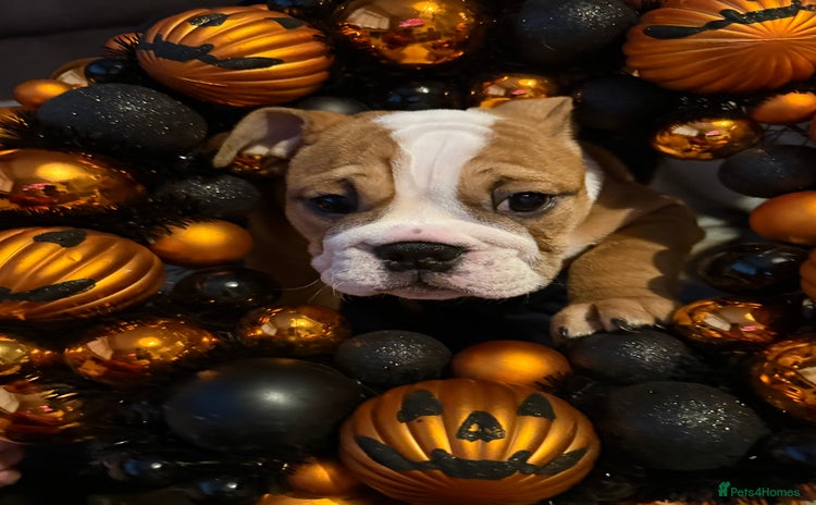 English Bulldog dogs - Advert 1
