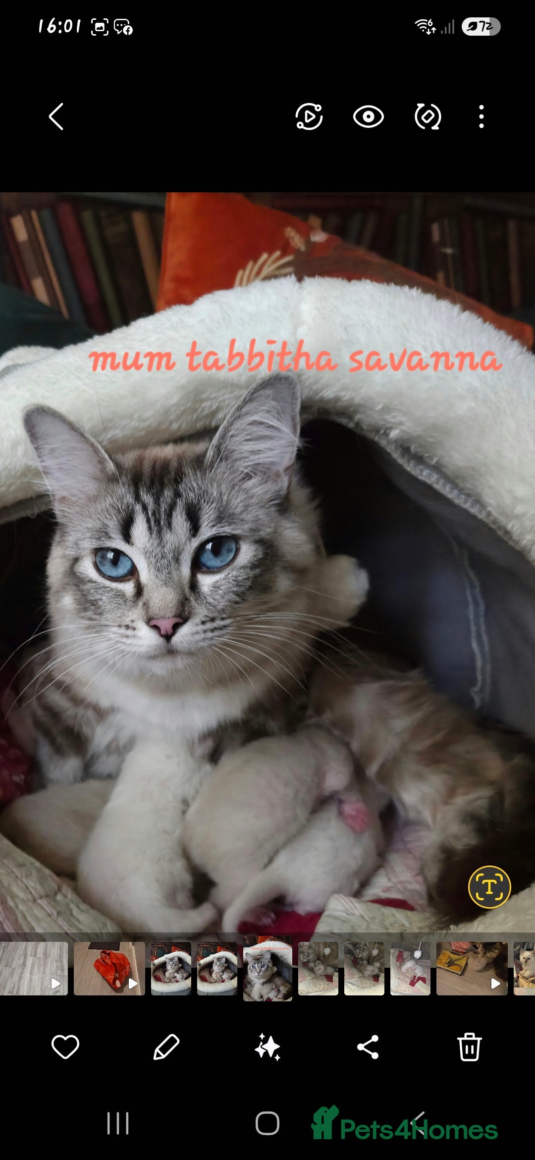 Ragdoll cats GCCF REGISTERED PEDIGREE RAGDOLL KITTENS  - Advert 2