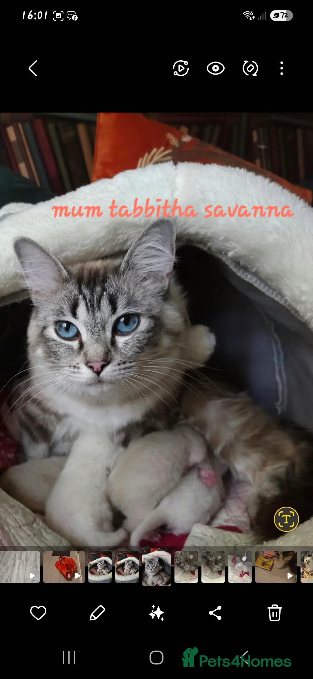 Ragdoll cats for sale: GCCF REGISTERED PEDIGREE RAGDOLL KITTENS  - Advert 2