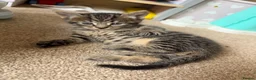 Scottish Fold cats for sale: Scotish fold and British short hair  - Advert 12