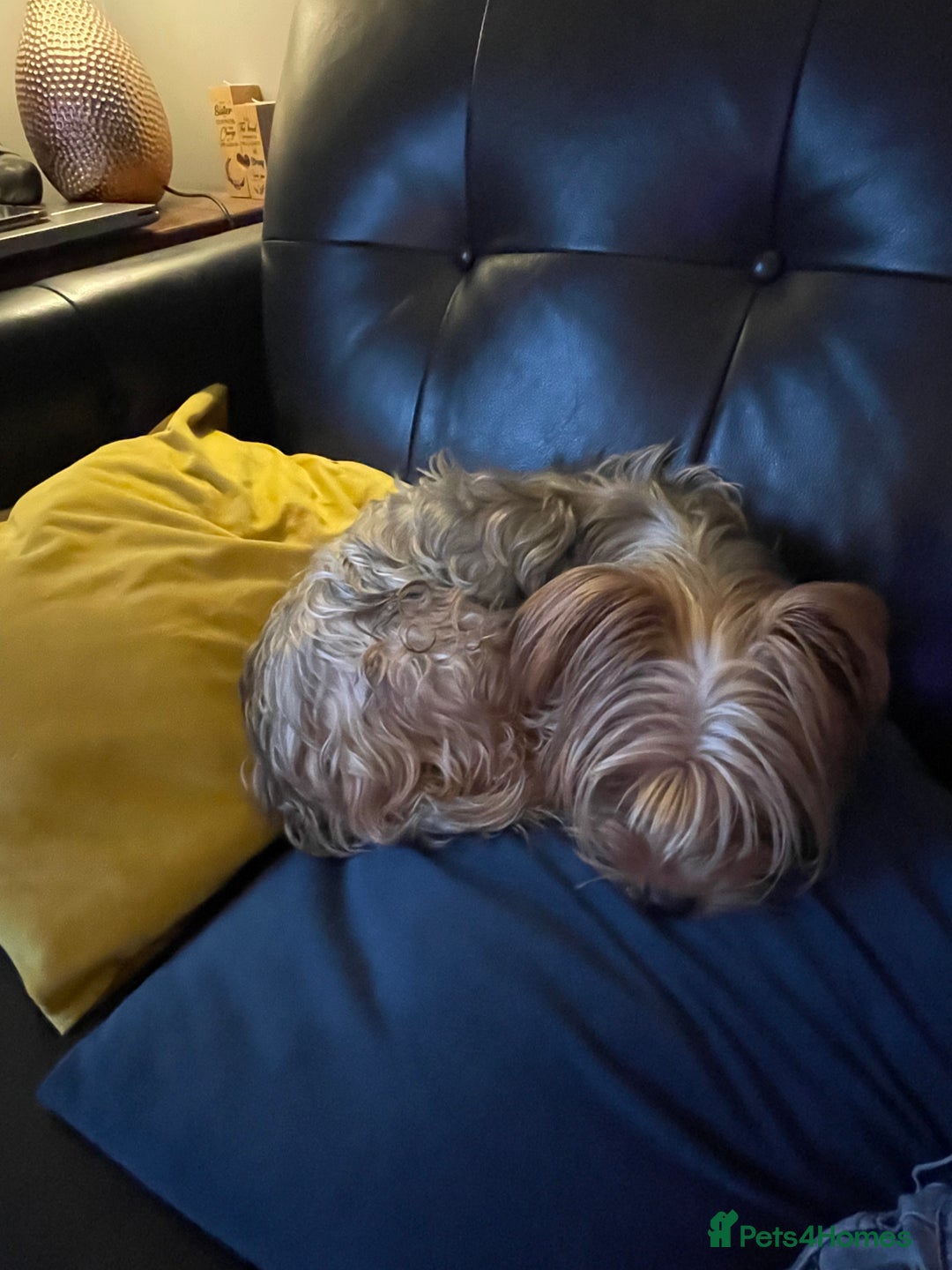 Mixed Breed dogs for sale: Adorable Morkie Poo puppies - Advert 14