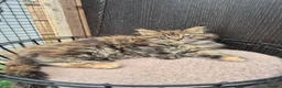 Maine Coon cats for sale: 4 beautuful Maine Coons for new homes - Advert 7