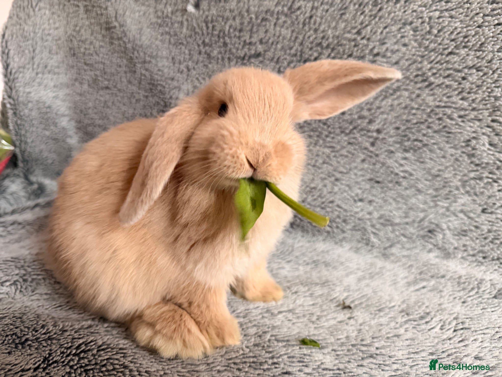Mini Lop rabbits for sale: Adorable 8-Week-Old Baby Rabbits for Sale 🐰 - Advert 1