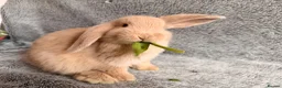 Mini Lop rabbits for sale: Adorable 8-Week-Old Baby Rabbits for Sale 🐰 - Advert 1