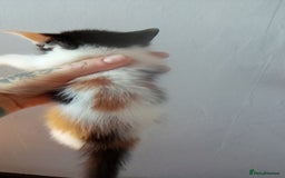 Mixed Breed cats for sale: 4 stunning babies READY NOW Calico and black&white - Image 15