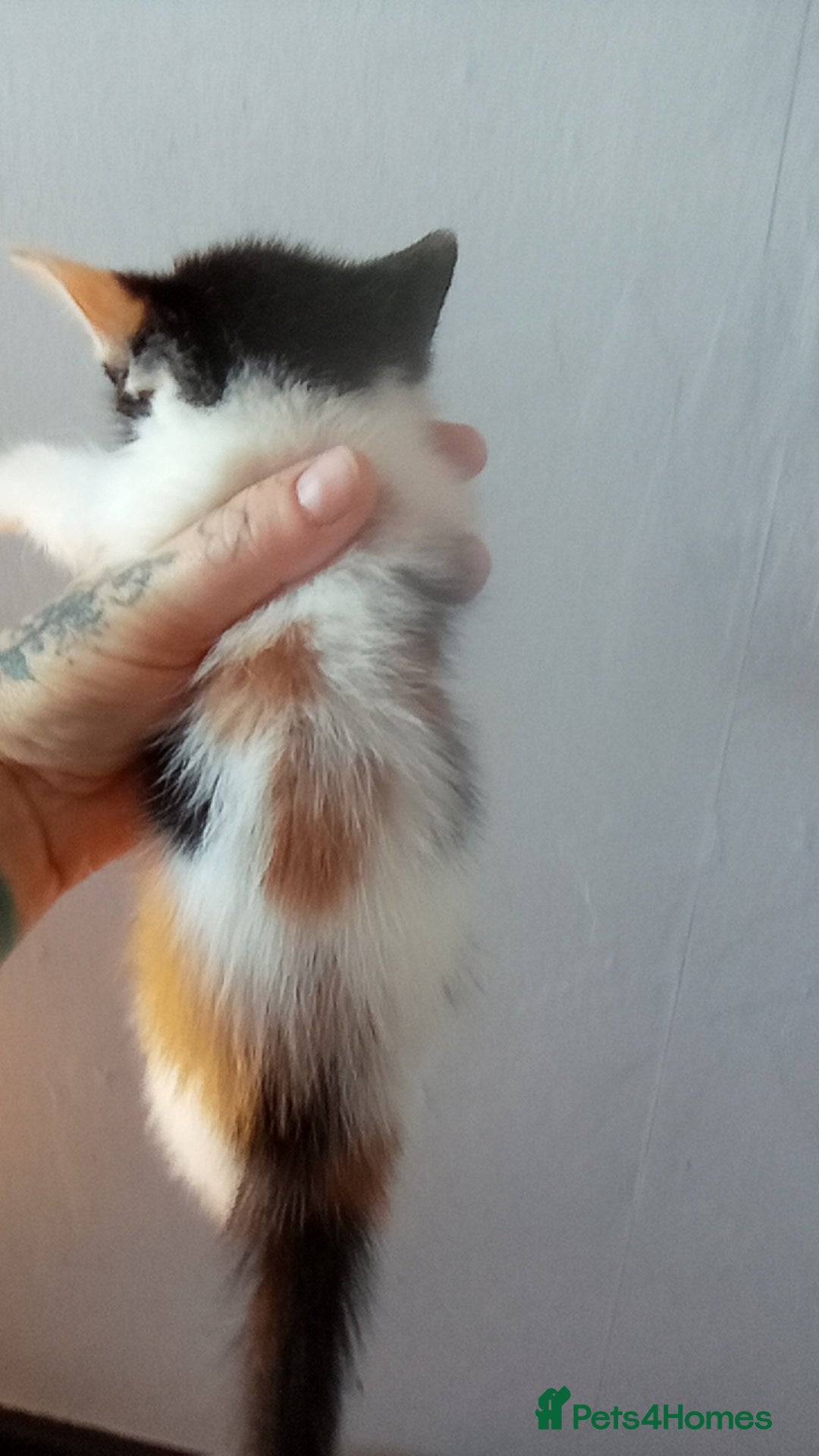 Mixed Breed cats for sale: 4 stunning babies READY NOW Calico and black&white - Image 15