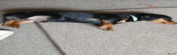 Dachshund dogs for sale: Dachshund - Advert 5
