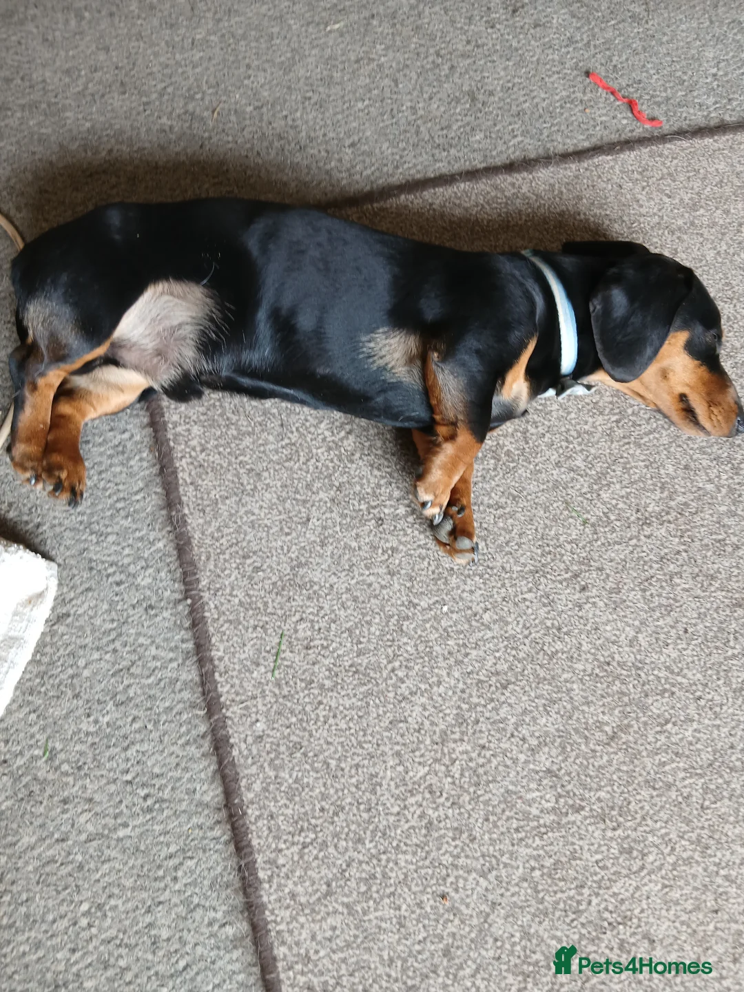 Dachshund dogs for sale: Dachshund - Advert 5