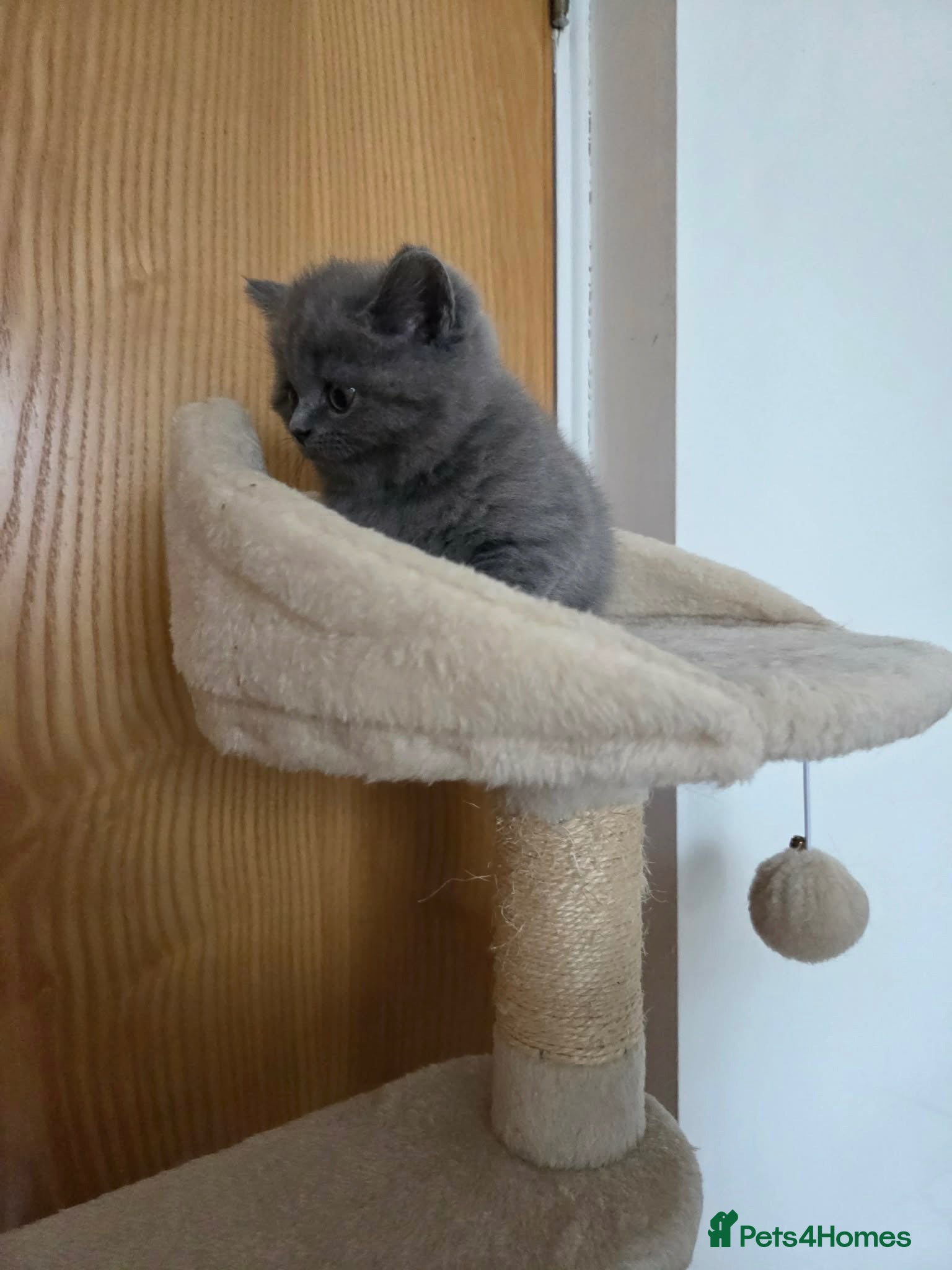British Shorthair cats Beautiful British blue Shorthair  - Advert 1