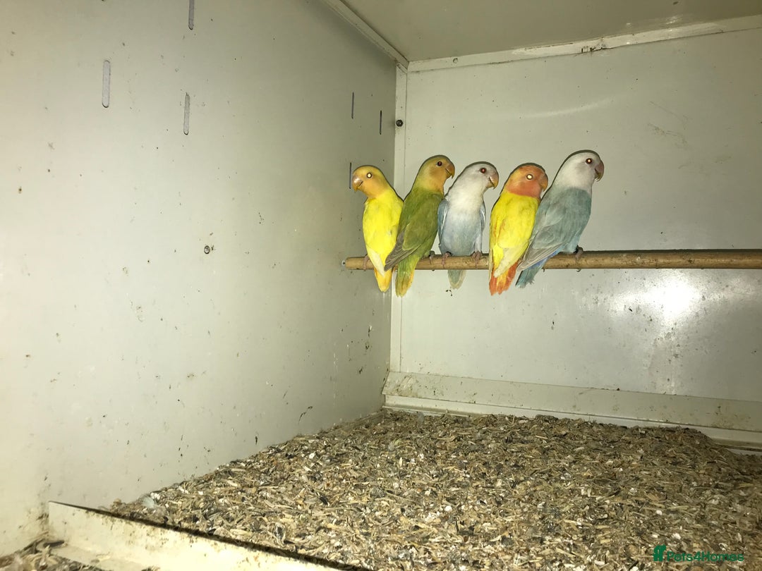 Lovebirds birds for sale: Fischer’s and peach face lovebirds  - Image 2