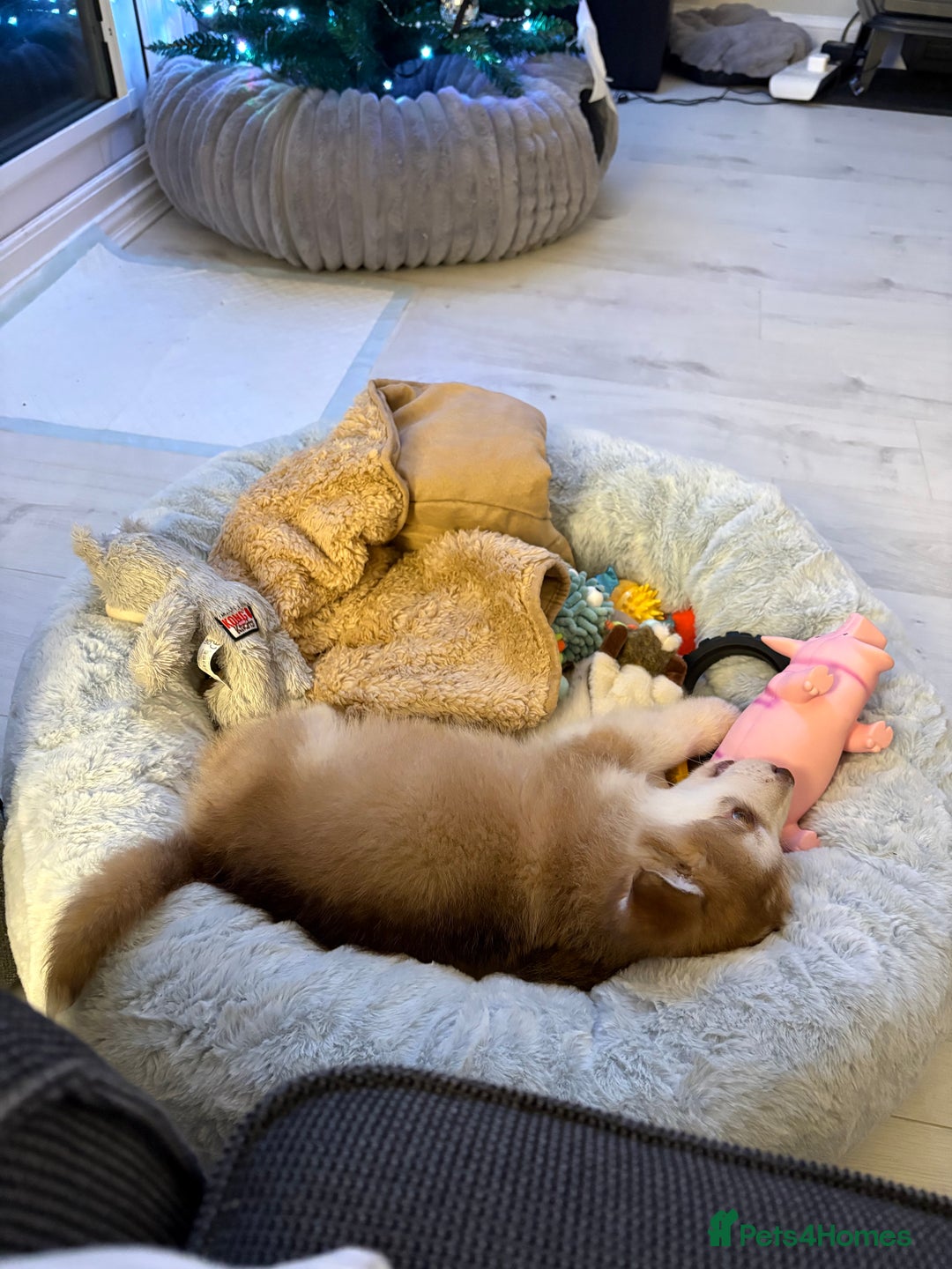 Mixed Breed dogs for sale: Dakota and Akila - Advert 11