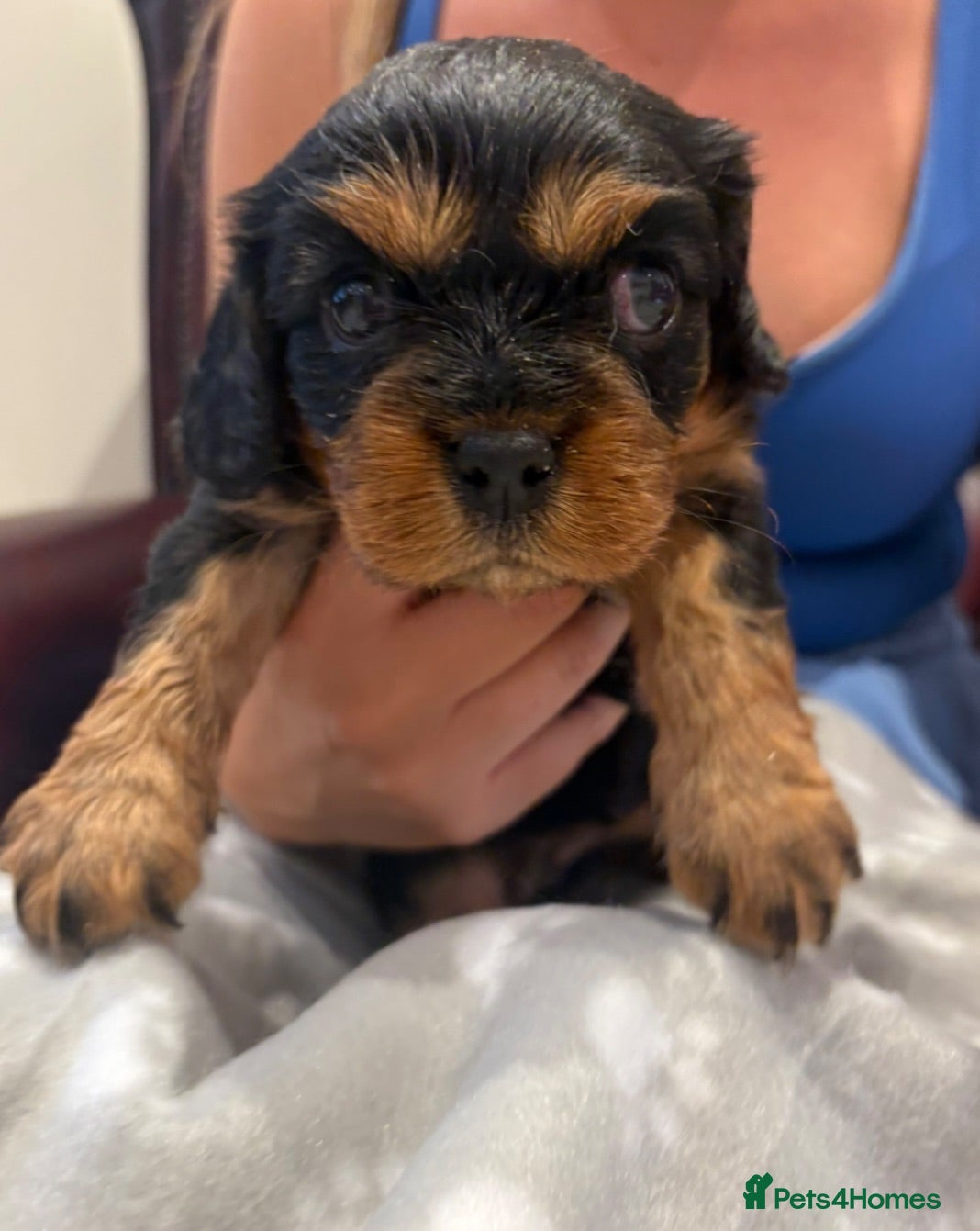 Cavalier King Charles Spaniel dogs Beautiful extensively health tested pure cavaliers - Advert 1
