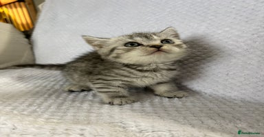 British Shorthair cats - Advert 11