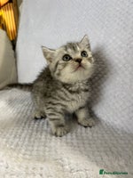 British Shorthair cats - Advert 11