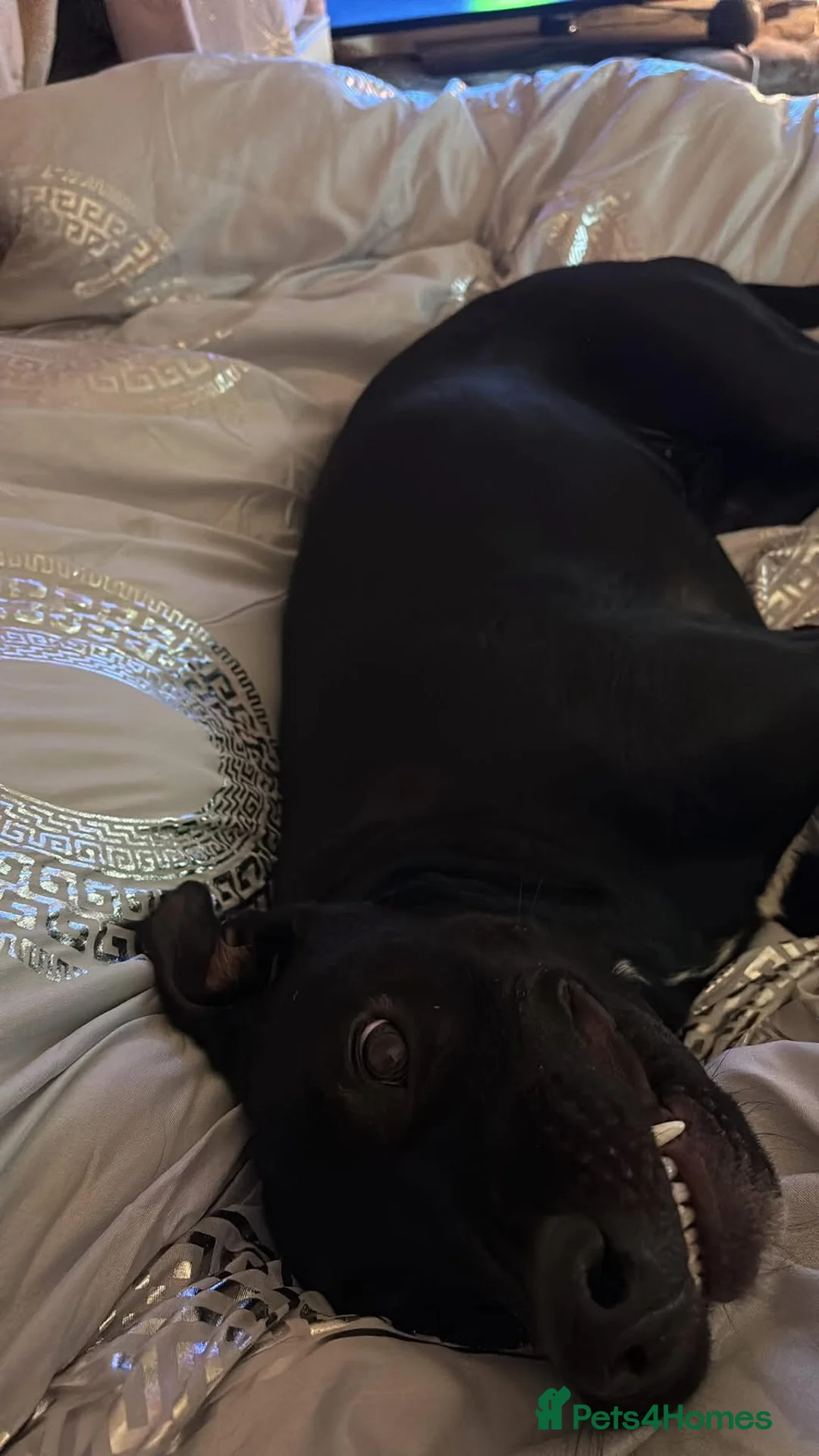 Labrador Retriever dogs for sale: Maggie Labrador mix collie  in Colchester - Advert 2