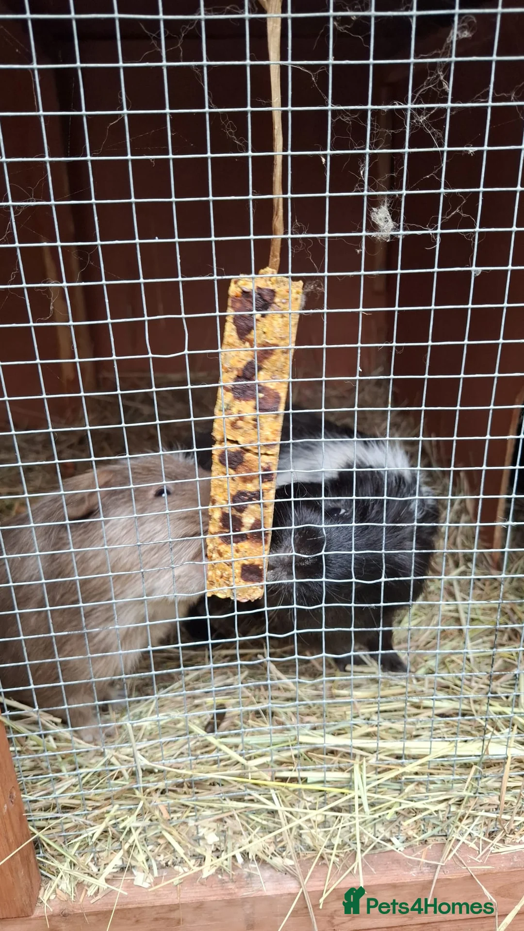 Guinea Pig rodents for sale: Retirement Home Albert & George - Advert 6