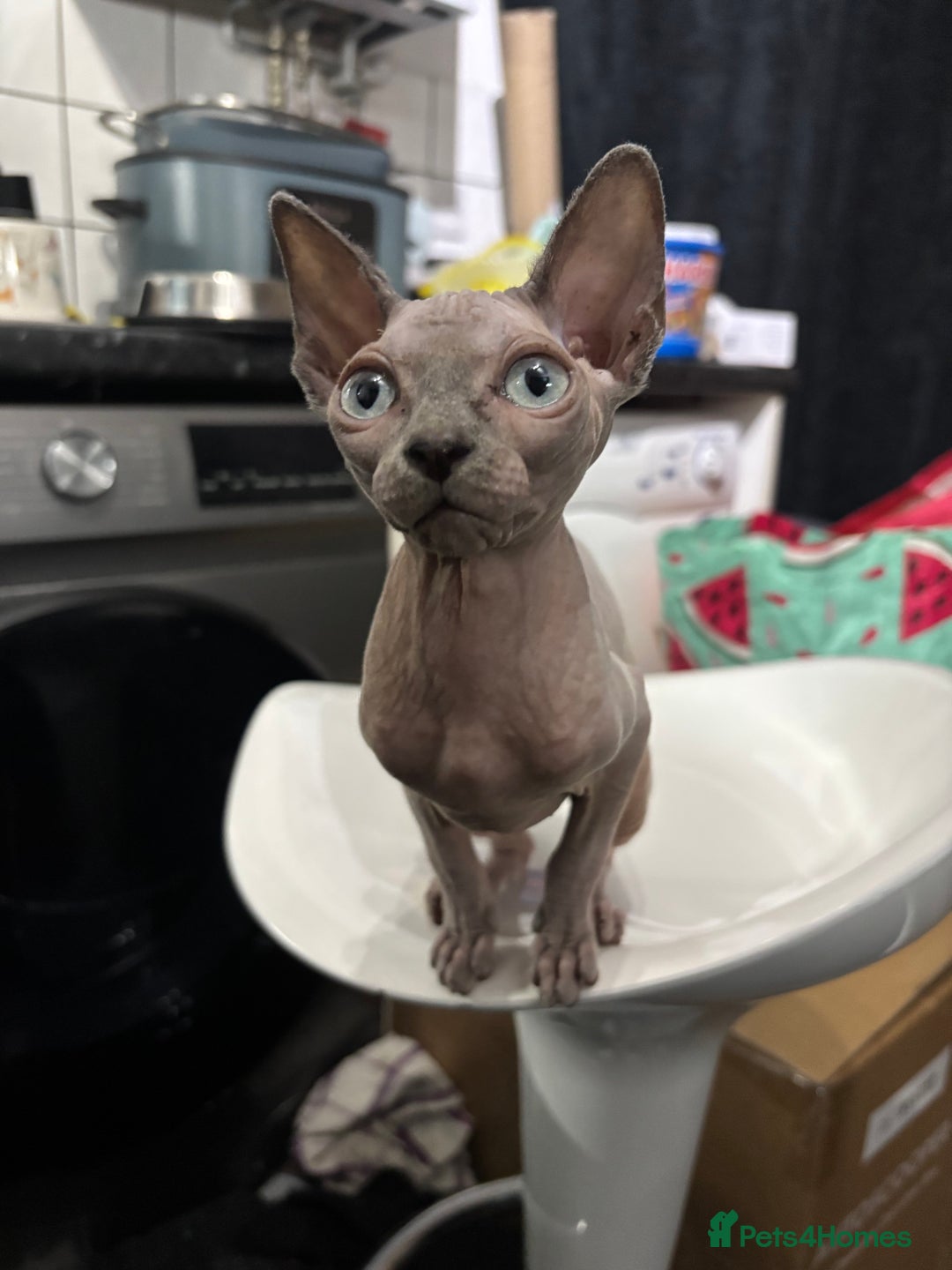 Sphynx cats for sale: Sphynx Kitten - Advert 2
