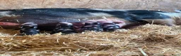 Pig livestock for sale: Miniature pet piglets - Advert 5