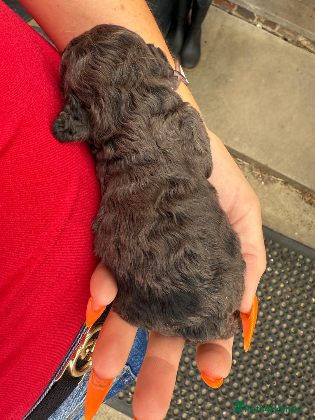 Toy Poodle dogs for sale: Pedigree Toy Poodle puppies, DNA tested parents - Image 9