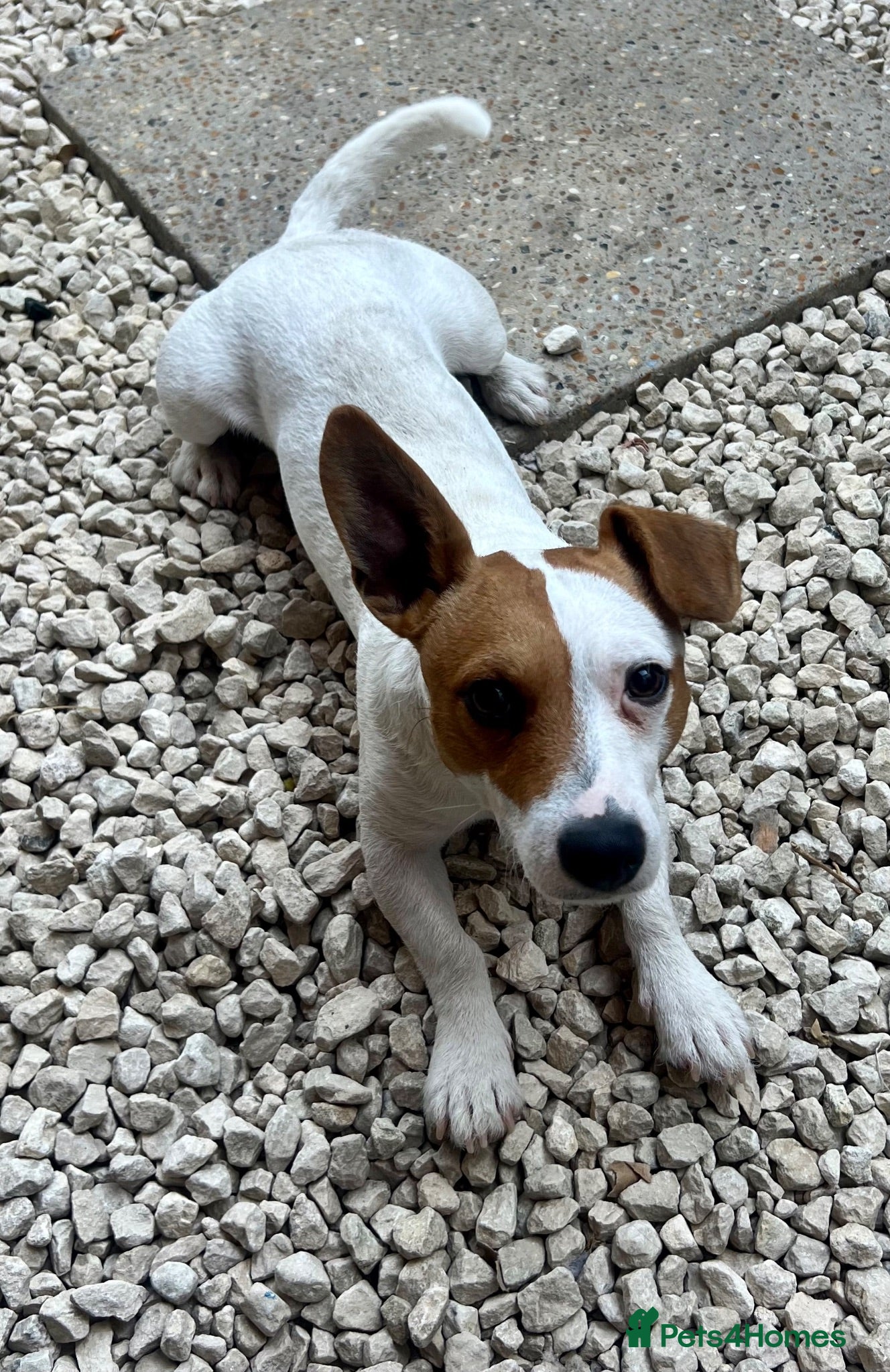 Mixed Breed dogs 11 month old puppy needing a new home - Advert 1