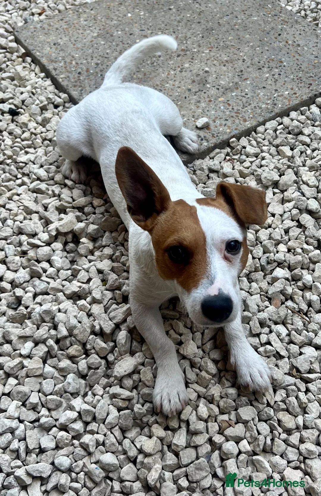 Mixed Breed dogs for sale: 11 month old puppy needing a new home in Brentwood - Advert 1