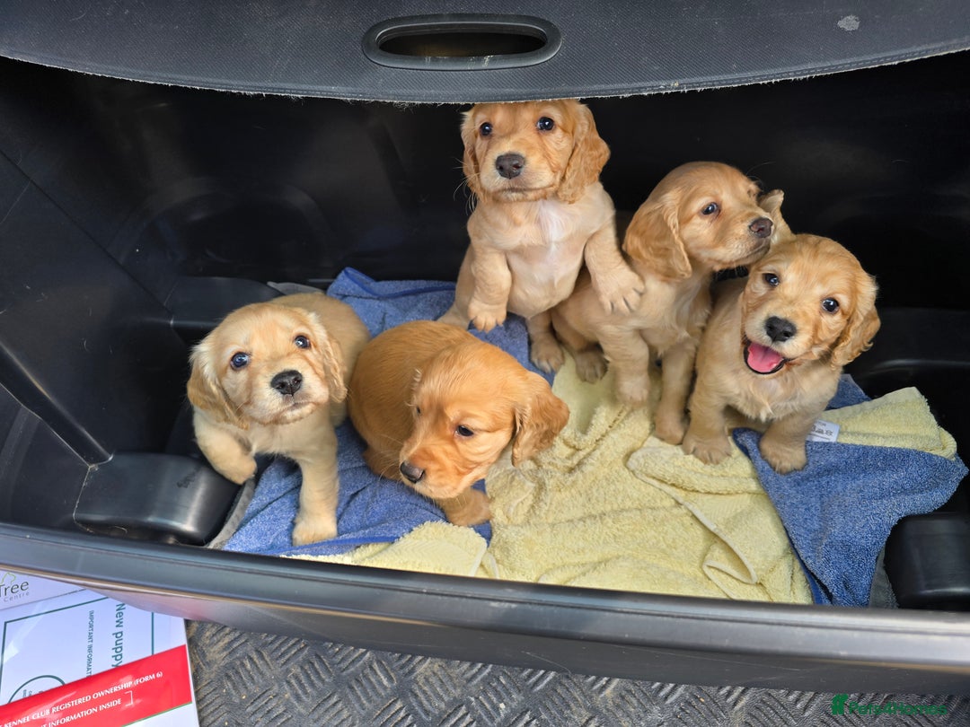 Cocker Spaniel dogs for sale: Working Cocker Spaniel pups for sale ready 19/8/25 - Image 8