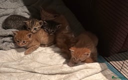 Egyptian Mau cats for sale: Adorable Egyptian Mau/Tabby/Bengal kittens  - Image 6