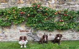 Sprocker dogs for sale: Male Chocolate Sprocker  - Image 12