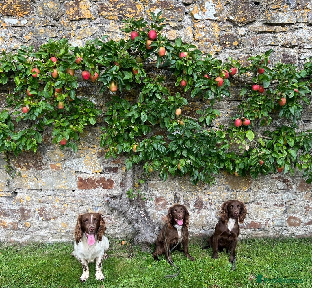 Sprocker dogs for sale: Male Chocolate Sprocker  - Image 12