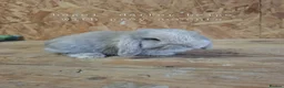 Mini Lop rabbits for sale: Beautiful Pure Bred Mini Lop rabbits - Advert 7