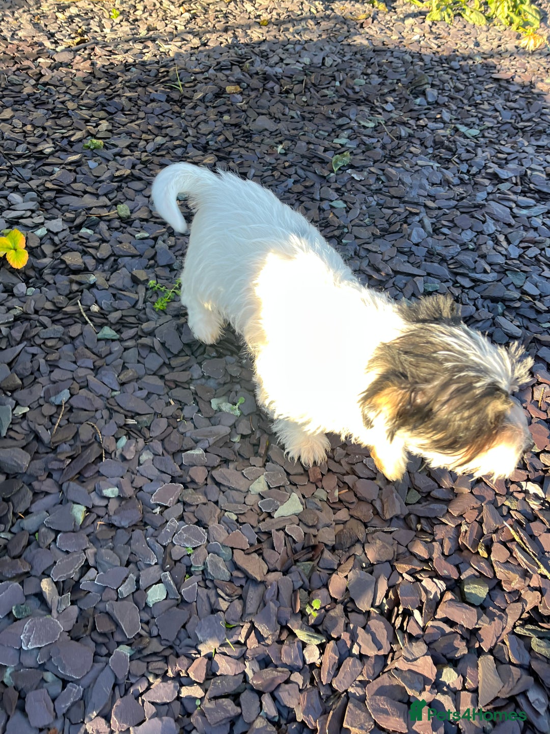 Jack Russell dogs for sale: Farm bred rough coated Jack Russell boy for sale - Advert 4